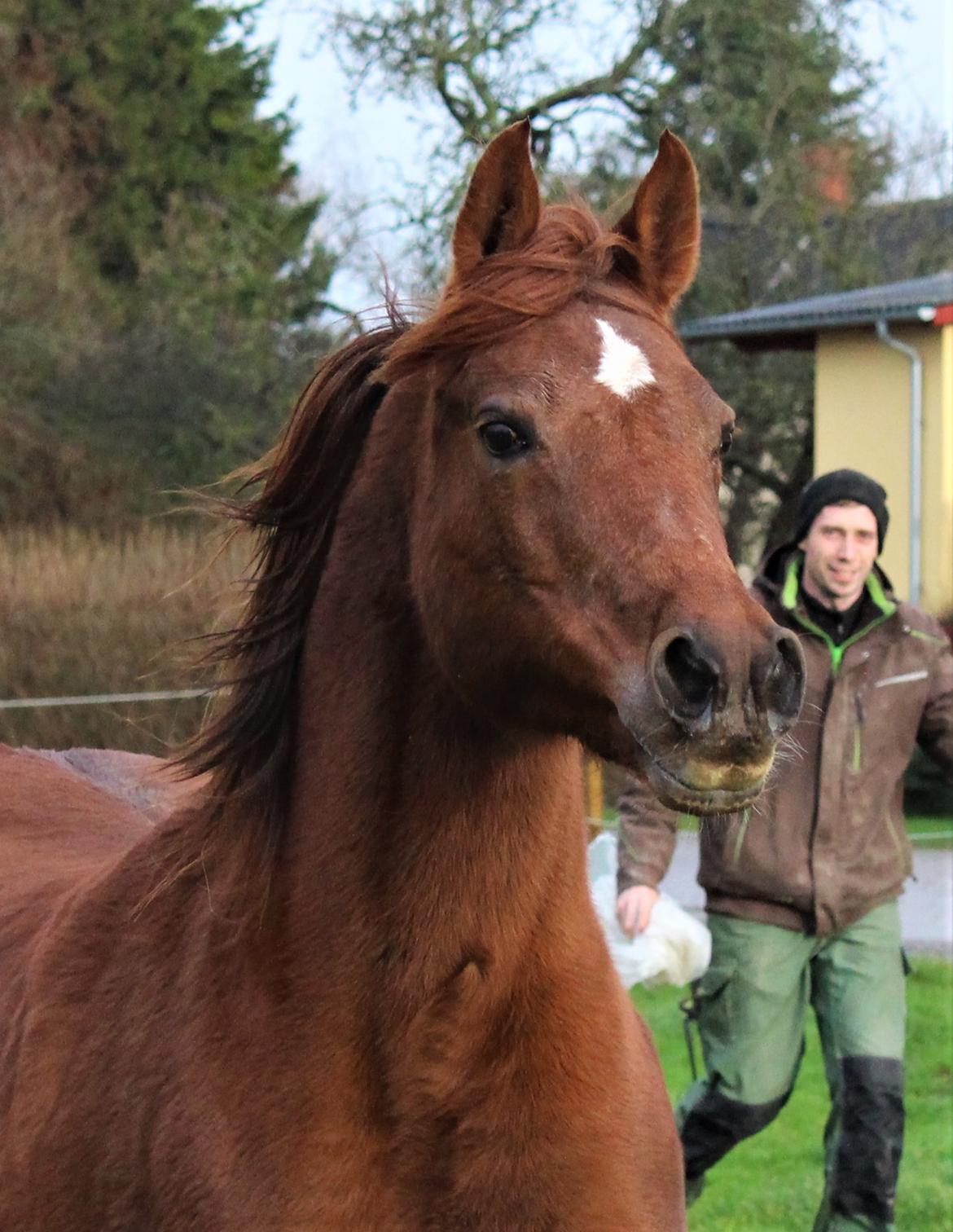 Arabisk fuldblod (OX) Walihma ox billede 5