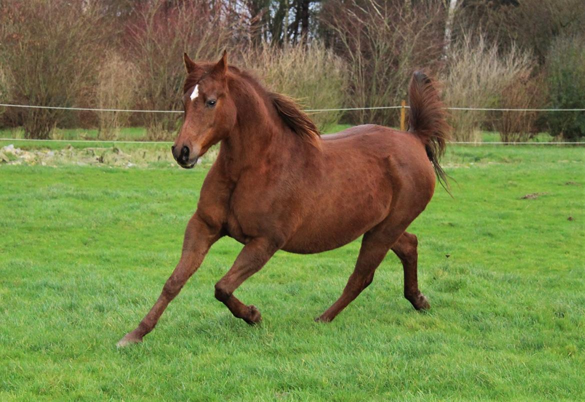 Arabisk fuldblod (OX) Walihma ox billede 7