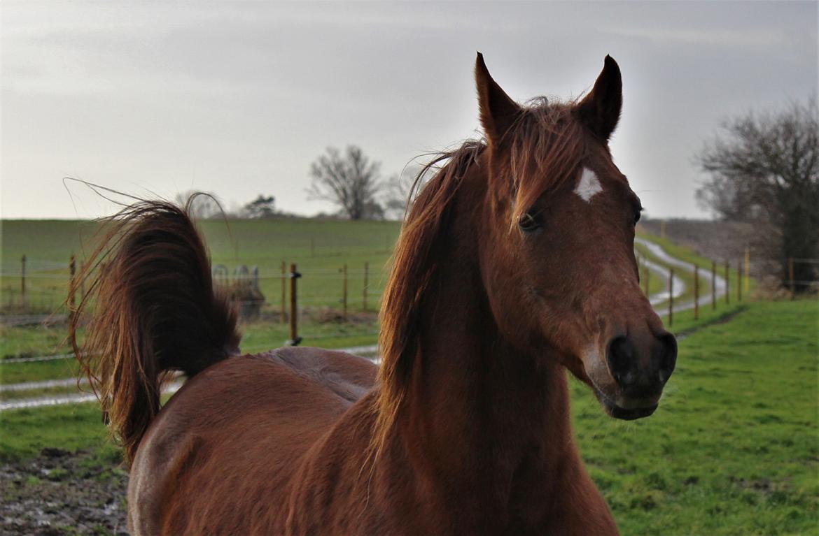 Arabisk fuldblod (OX) Walihma ox billede 8