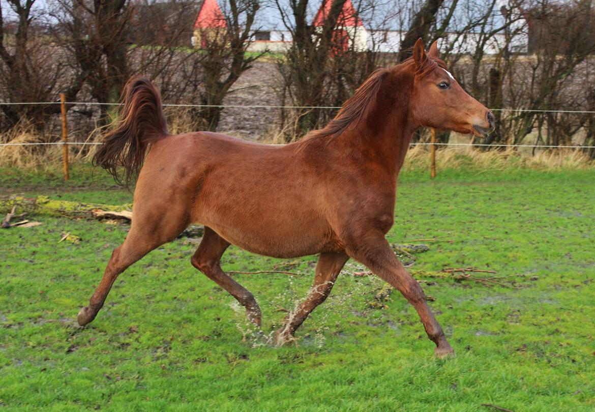 Arabisk fuldblod (OX) Walihma ox billede 9