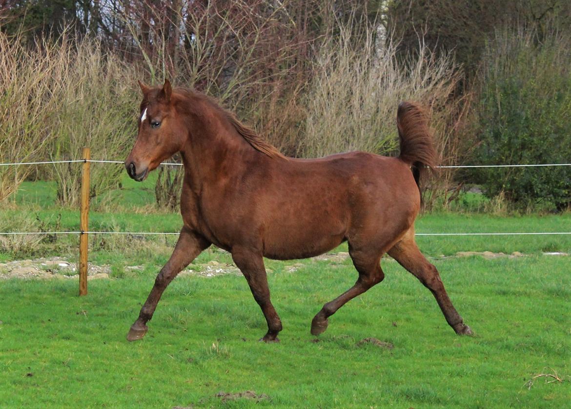 Arabisk fuldblod (OX) Walihma ox billede 11