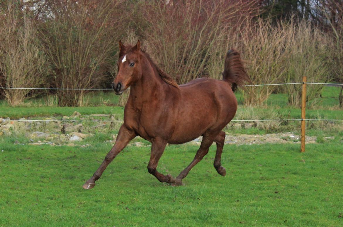 Arabisk fuldblod (OX) Walihma ox billede 10