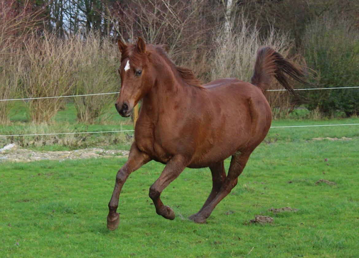 Arabisk fuldblod (OX) Walihma ox billede 12