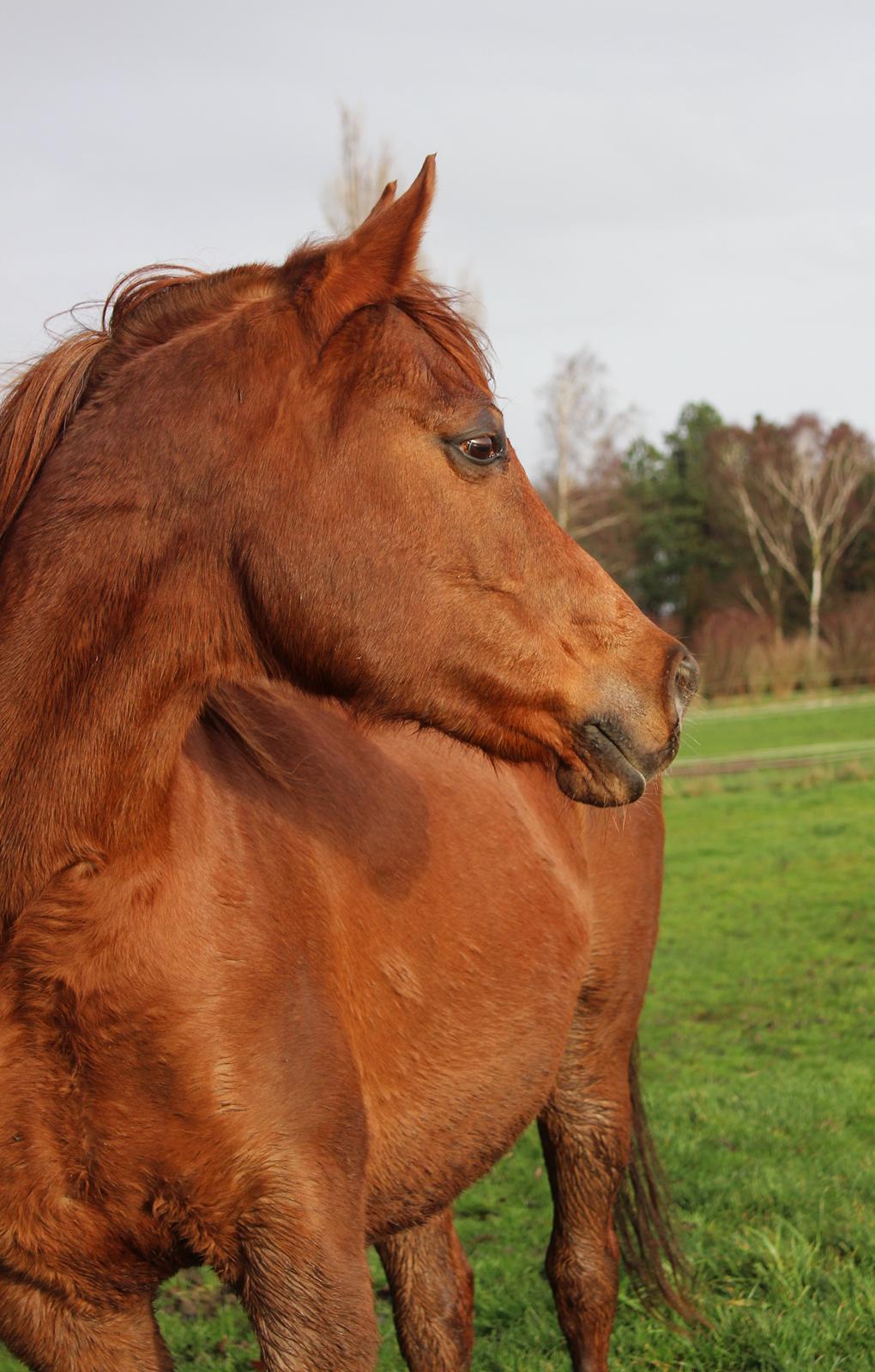 Arabisk fuldblod (OX) Walihma ox billede 13