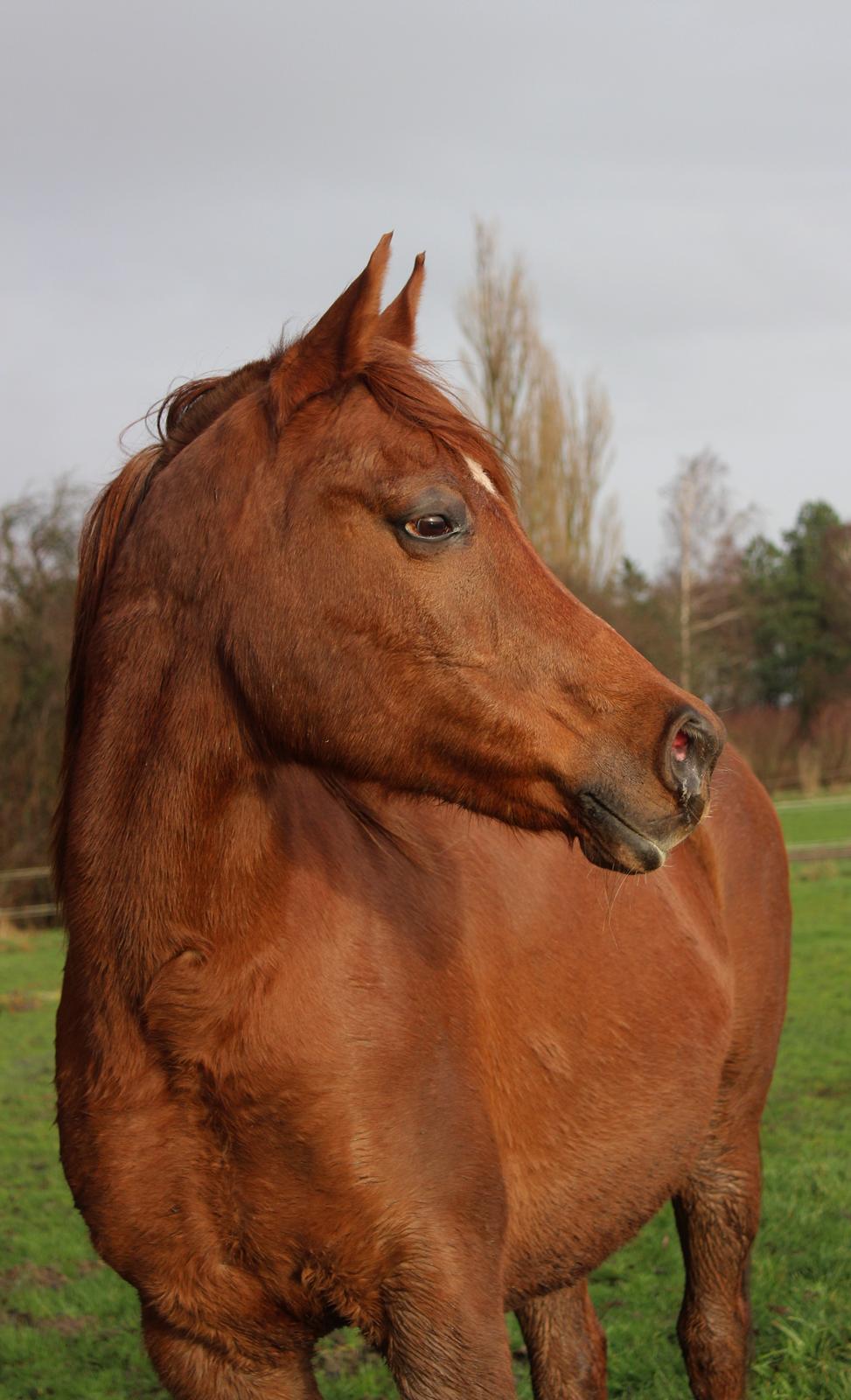 Arabisk fuldblod (OX) Walihma ox billede 14