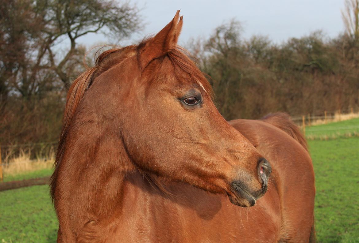 Arabisk fuldblod (OX) Walihma ox billede 15