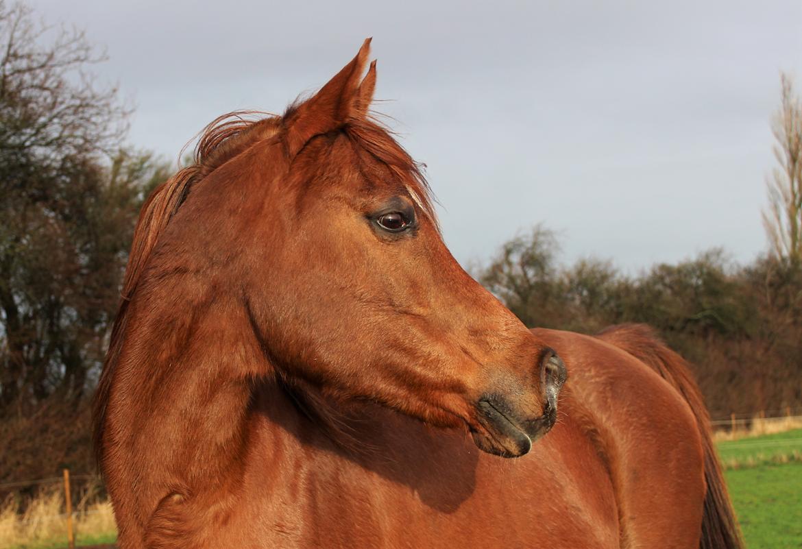Arabisk fuldblod (OX) Walihma ox billede 16
