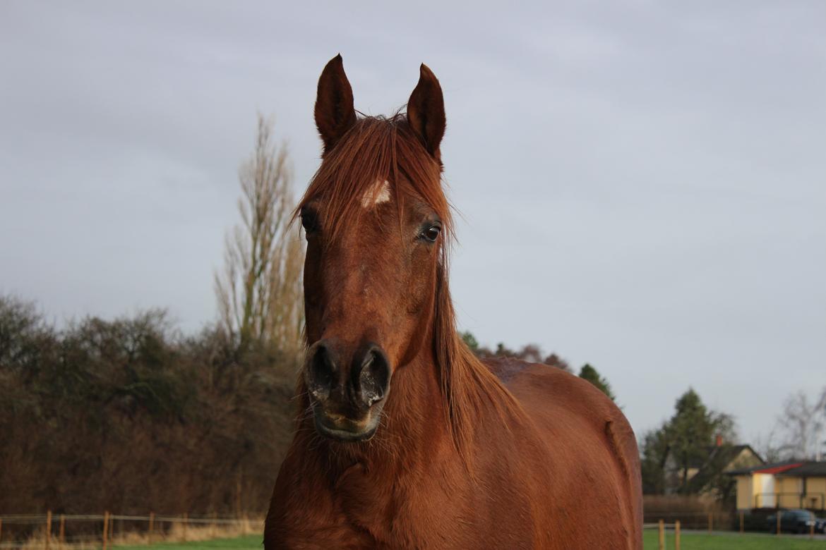 Arabisk fuldblod (OX) Walihma ox billede 17
