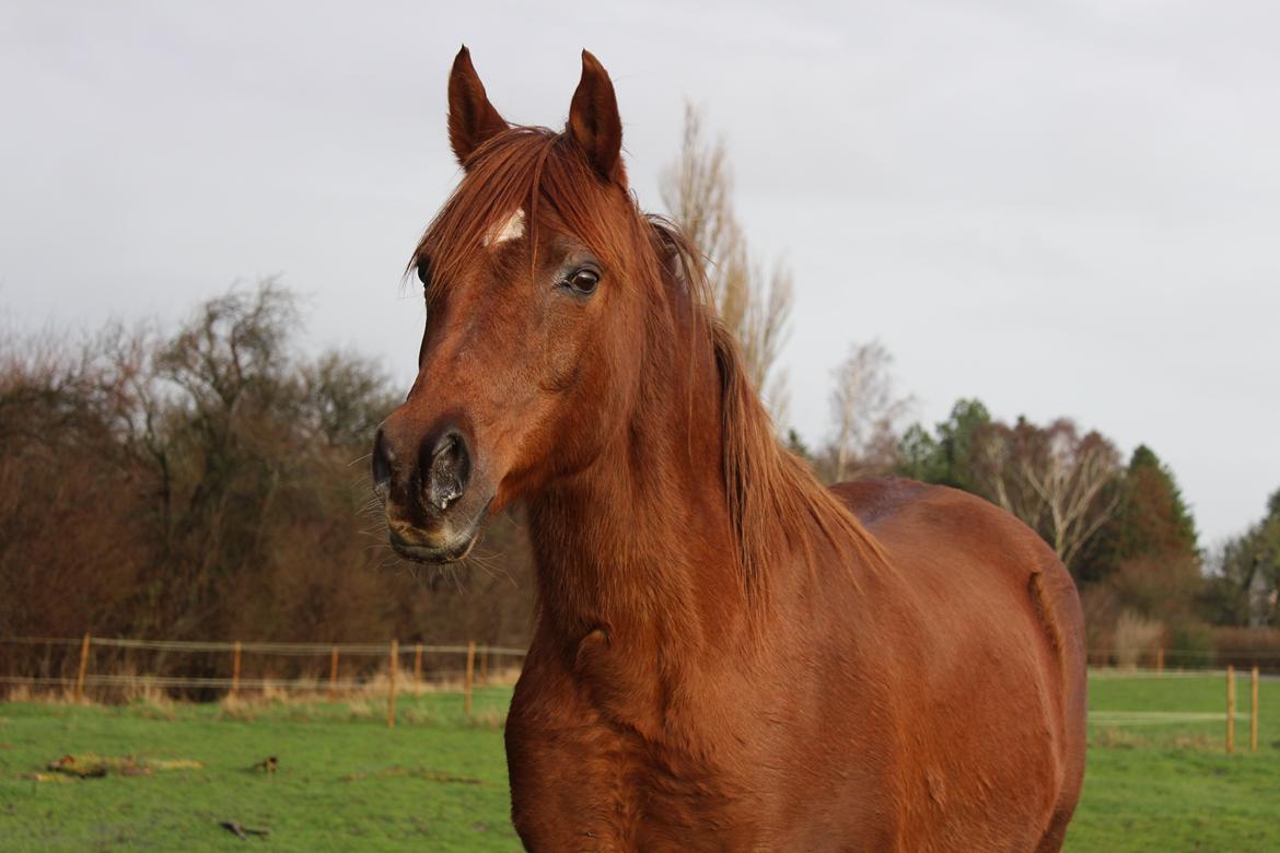 Arabisk fuldblod (OX) Walihma ox billede 18