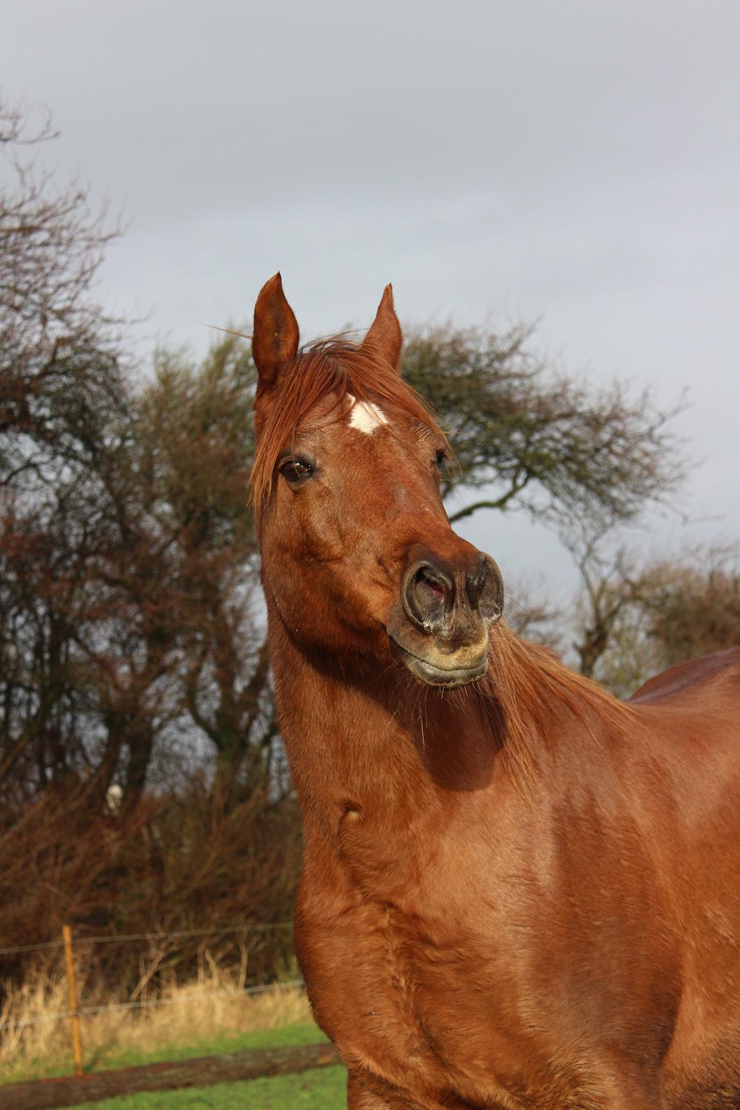 Arabisk fuldblod (OX) Walihma ox billede 19