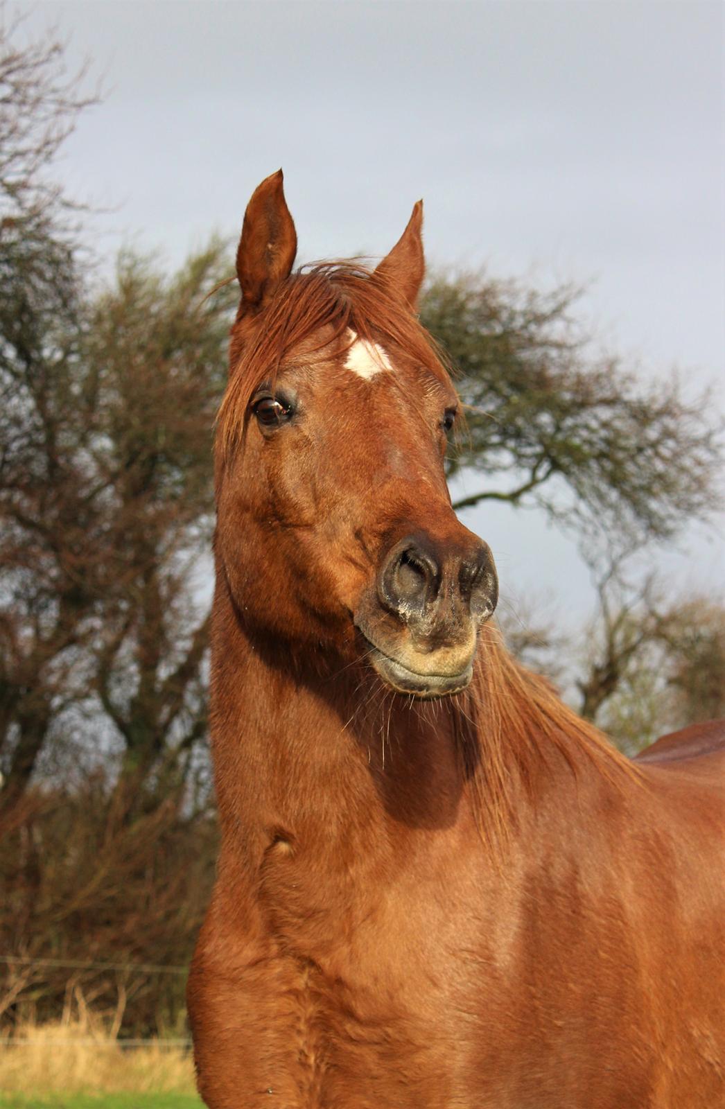 Arabisk fuldblod (OX) Walihma ox billede 6