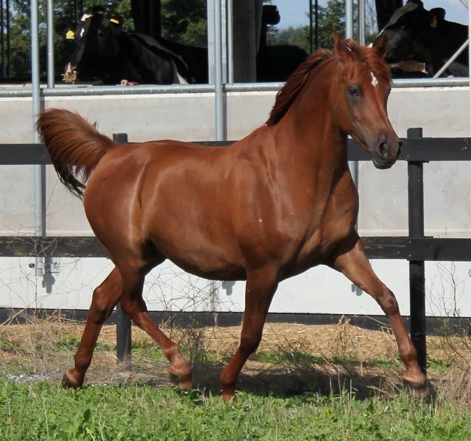 Arabisk fuldblod (OX) Walihma ox - Billed fra tidligere ejer billede 20