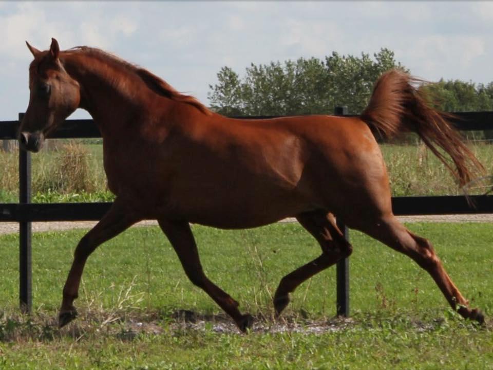 Arabisk fuldblod (OX) Walihma ox - Billed fra tidligere ejer billede 21