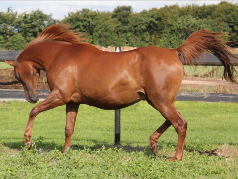 Arabisk fuldblod (OX) Walihma ox - Billed fra tidligere ejer billede 22