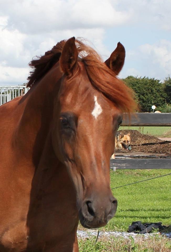 Arabisk fuldblod (OX) Walihma ox - Billed fra tidligere ejer billede 23
