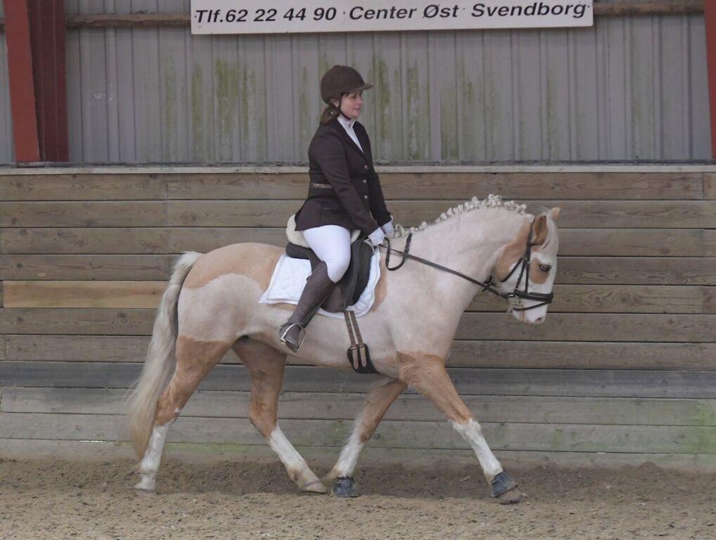 Palomino Golden Sunshine - jule stævne Svendborg  billede 37