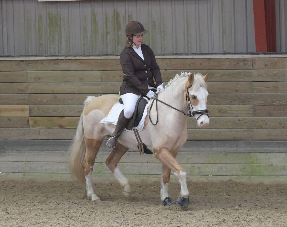 Palomino Golden Sunshine billede 38