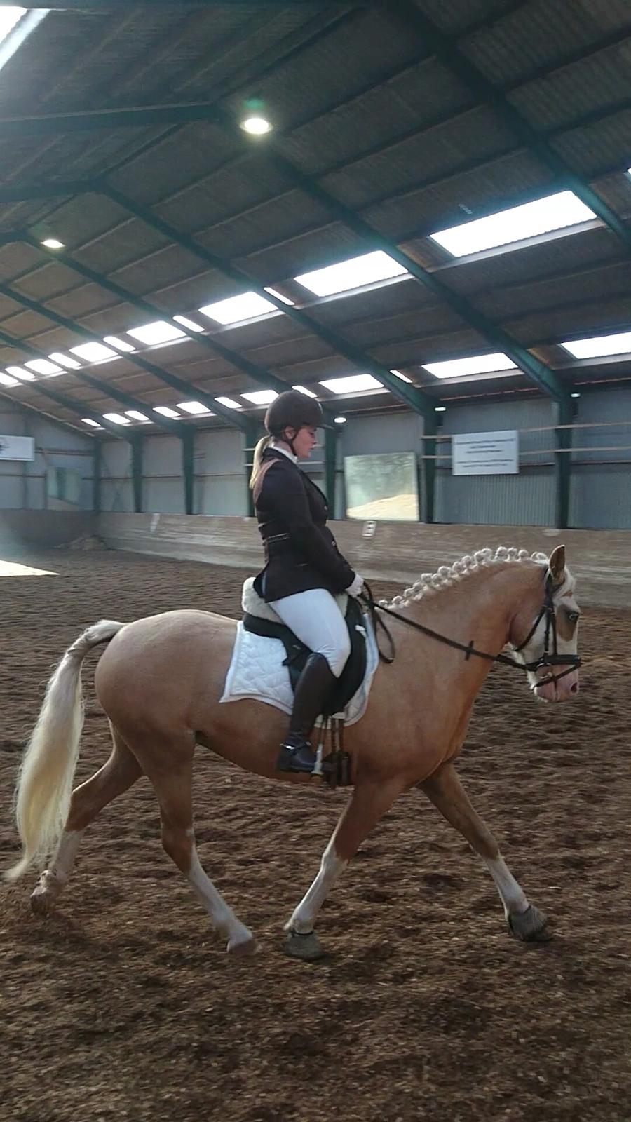 Palomino Golden Sunshine billede 43