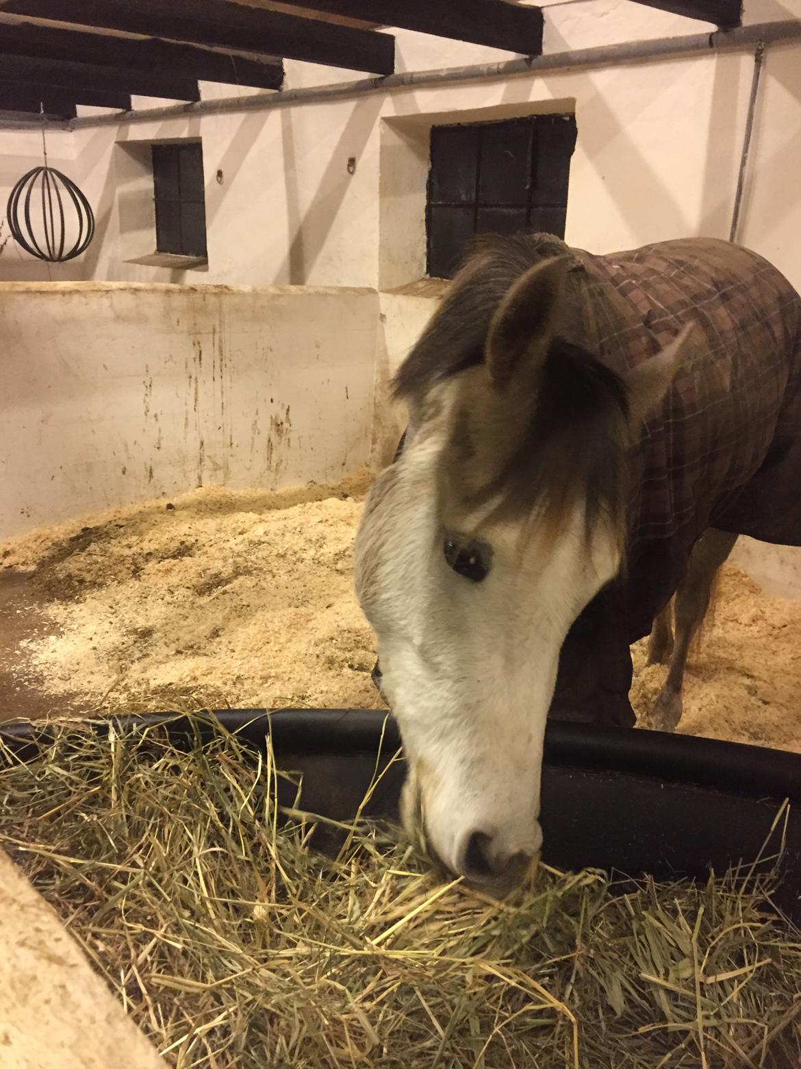 Anden særlig race Suna's Miss Diva - MUMS ny hødims og nyt hø <3 billede 5