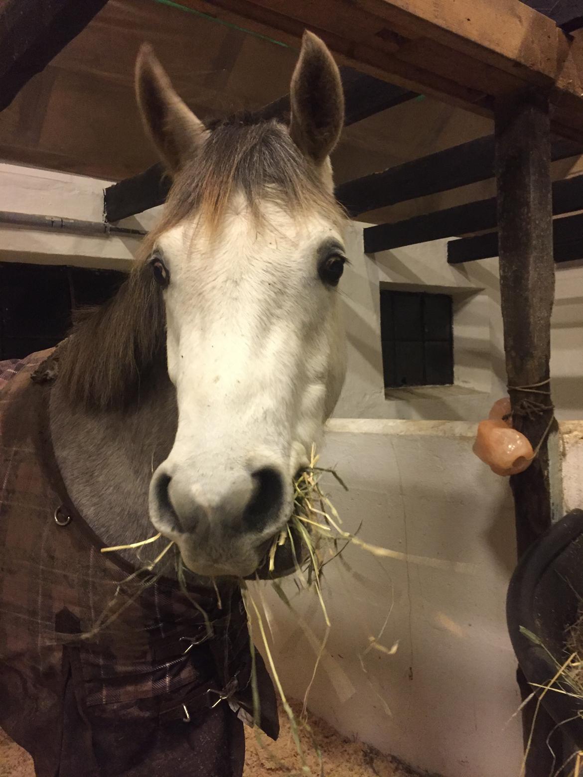 Anden særlig race Suna's Miss Diva - Skøre hest billede 10