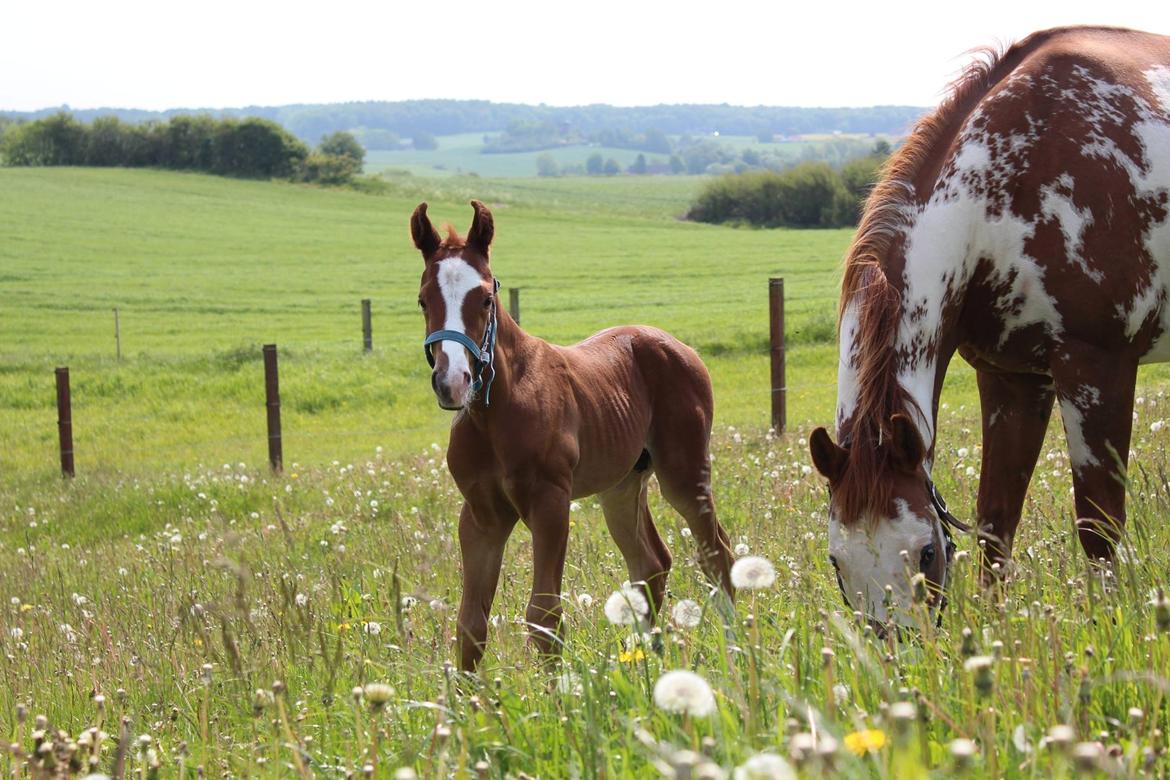 Paint Radicalackoflace billede 2