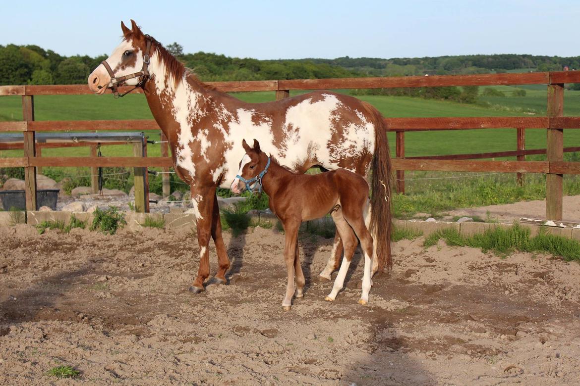 Paint Radicalackoflace billede 3