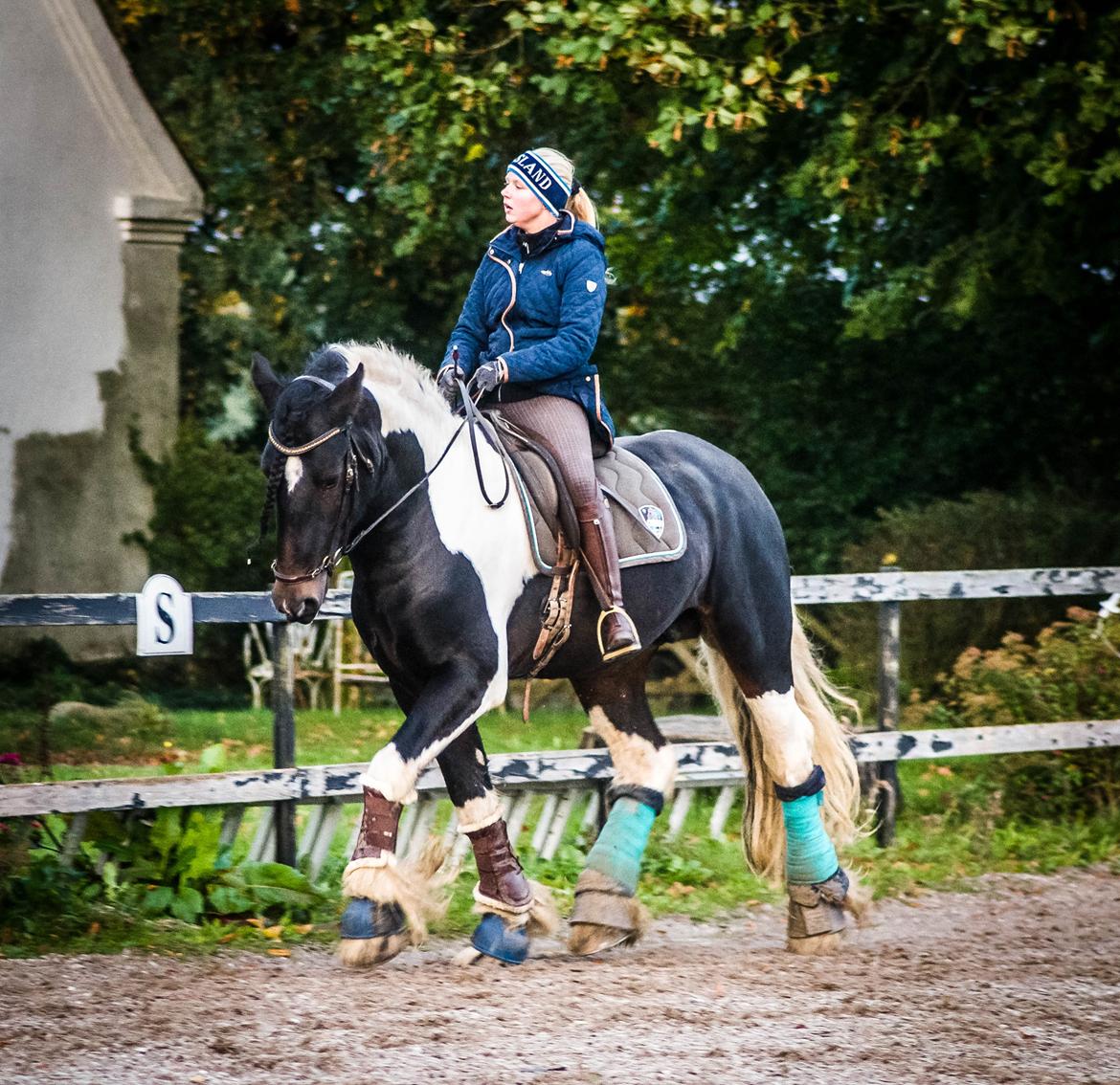 Drumhorse King William Wings of Wulcan - Registeret i EU og billede 23