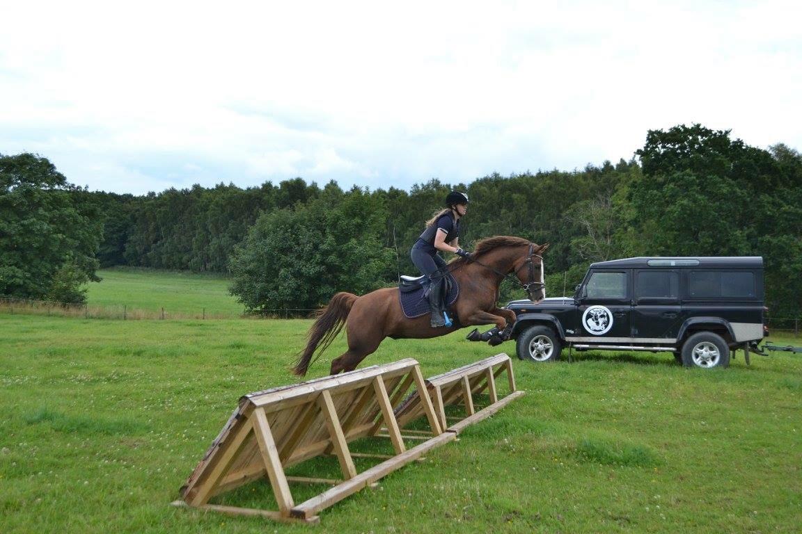 Pinto Hejninges Herkules billede 16