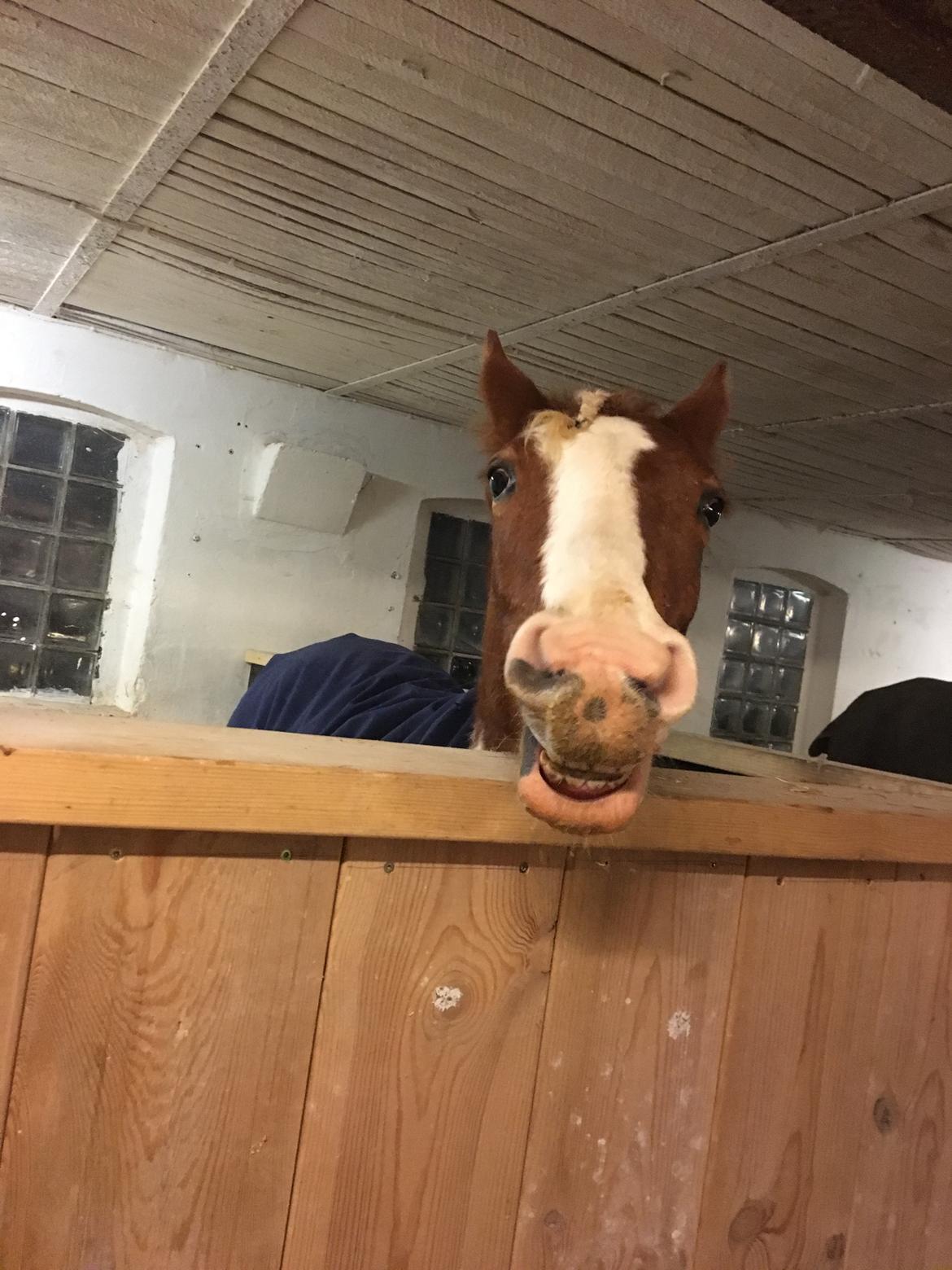 Anden særlig race Maja billede 12