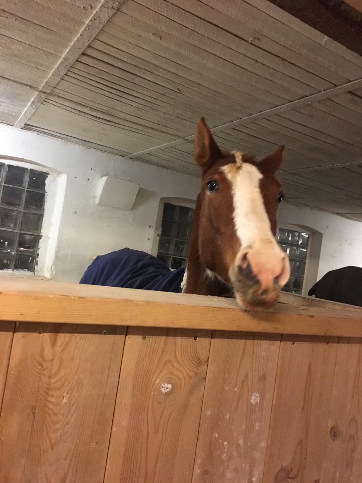 Anden særlig race Maja billede 13