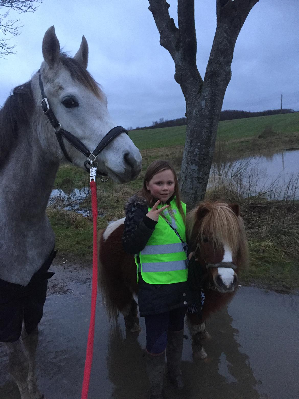 Anden særlig race Suna's Miss Diva - Frede en god følgesvend til vores gåture med Smilla(pigen) og Frede(shetlænderen) billede 14