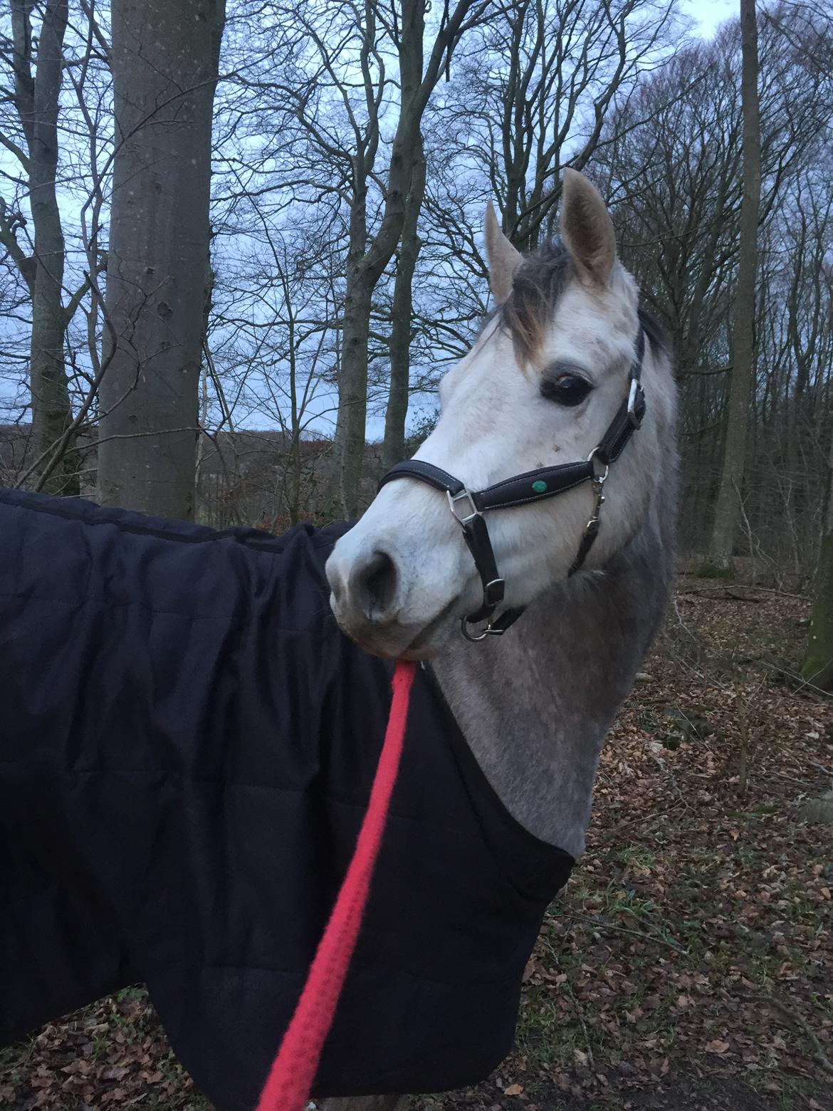 Anden særlig race Suna's Miss Diva - Ja med skov i baggrunden kan man kun være en lækker hest  billede 7