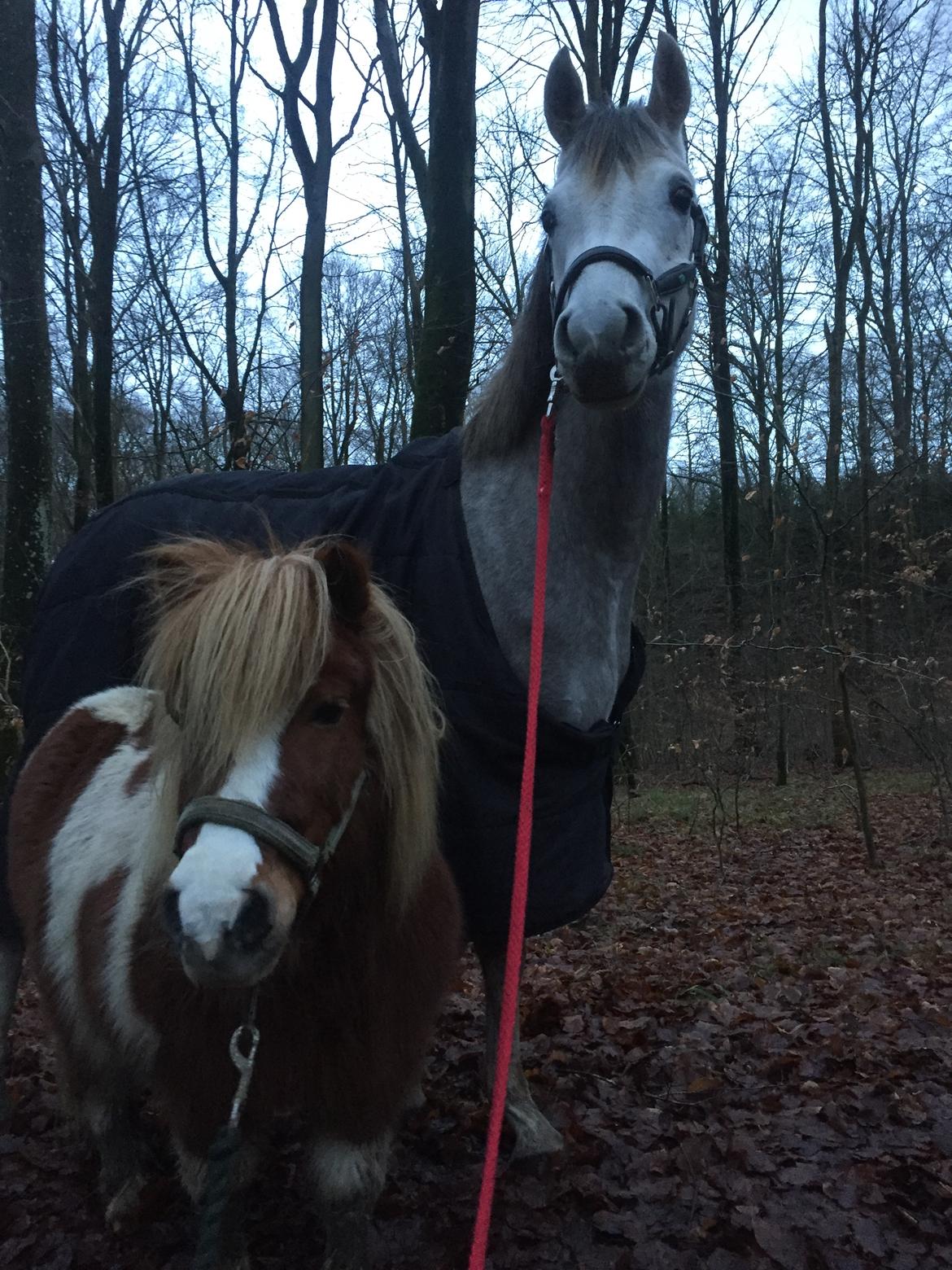 Anden særlig race Suna's Miss Diva - Frede og Diva på tur<3 billede 9