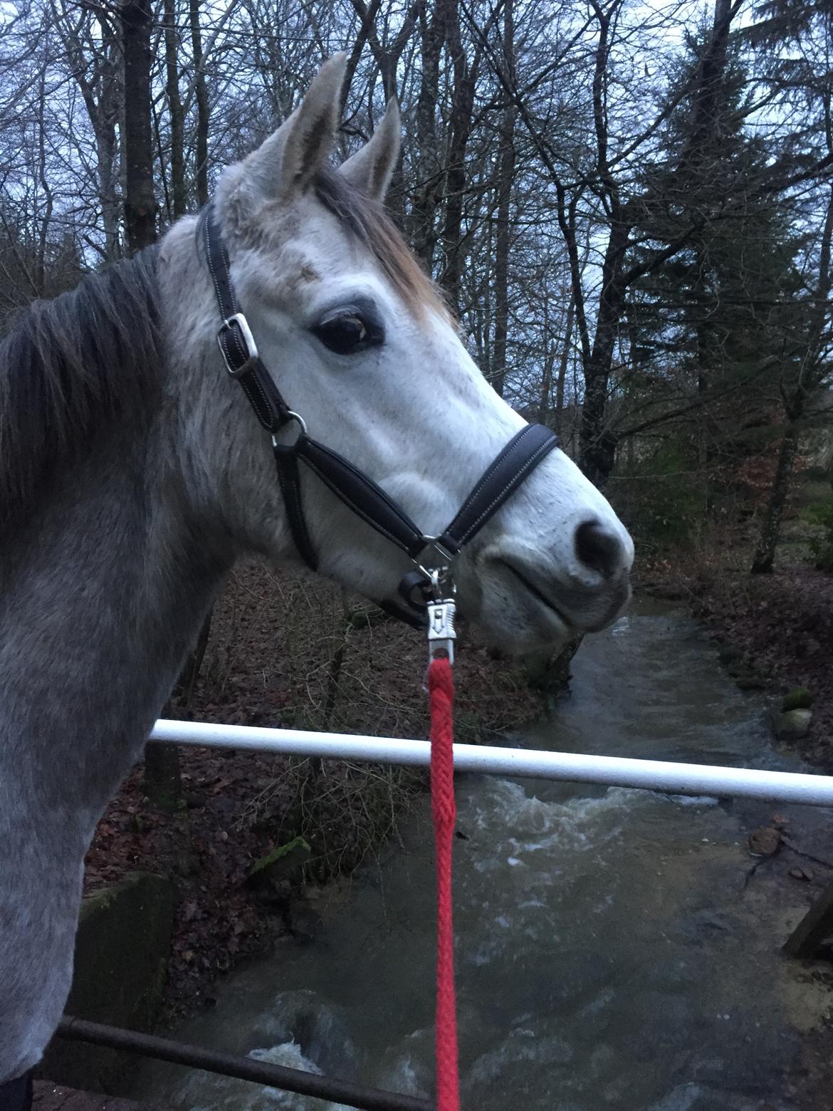 Anden særlig race Suna's Miss Diva - Diva så på vandfald og gik fuldstændig ligeglad over den bro der var også selvom vandet virkelig sivede igennem. Meget stolt ejer af en unghest på 2,5. billede 11