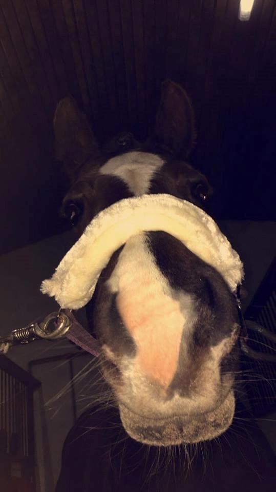 New Forest Kærgaardens Chili billede 18