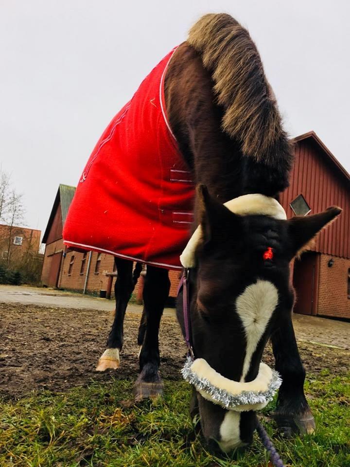 New Forest Kærgaardens Chili billede 16