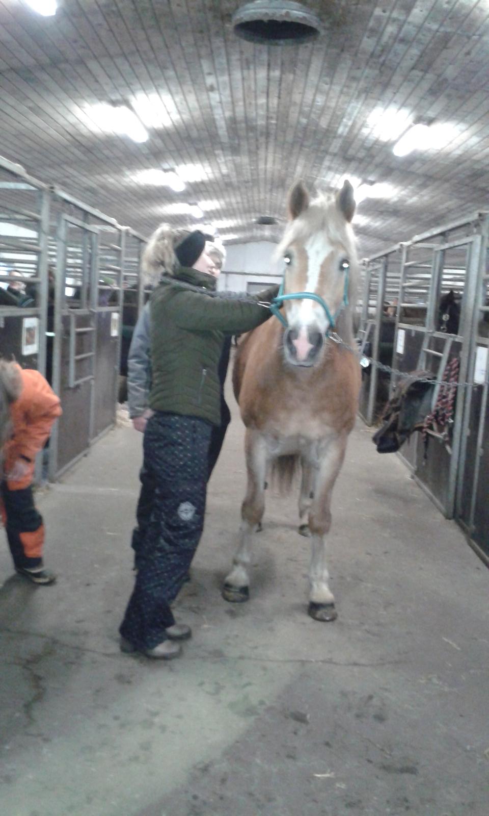 Tyroler Haflinger Luca-Lavanda billede 13