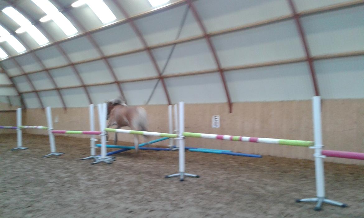 Tyroler Haflinger Luca-Lavanda billede 17