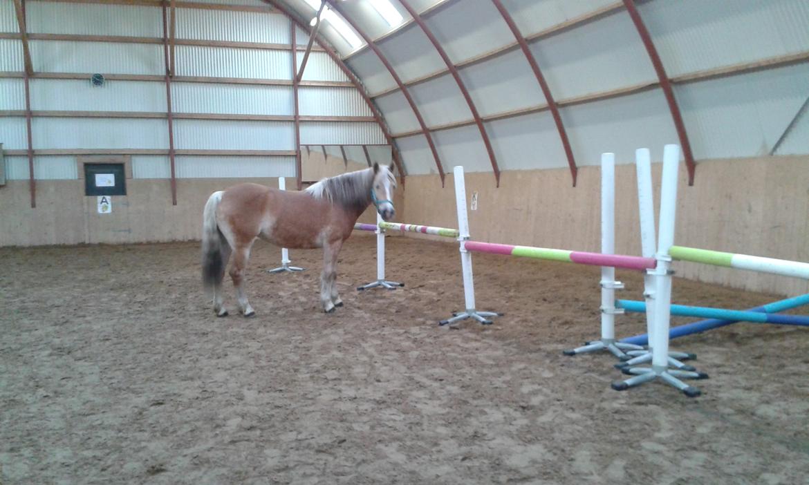 Tyroler Haflinger Luca-Lavanda billede 18