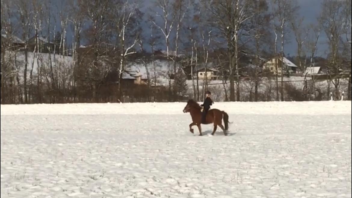 Islænder Ballerína fra Team Horse - Schweiz 2018 billede 9