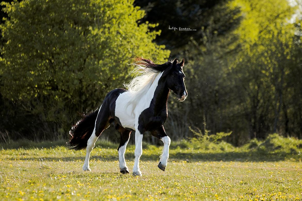 Barockpinto Obelix fan thorum billede 5