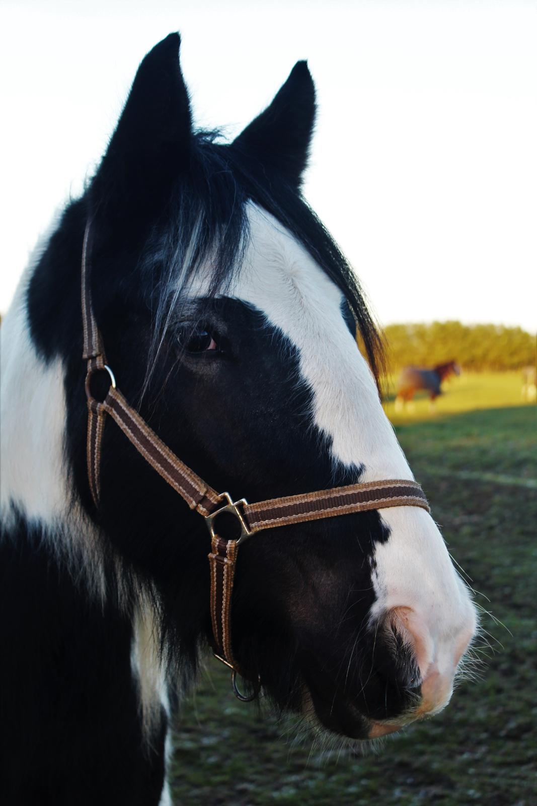 Irish Cob Phoibe - Vinter 2017/18 billede 8