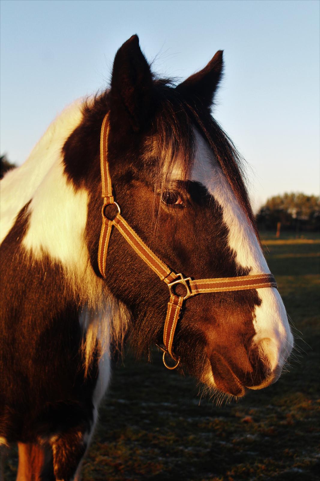 Irish Cob Phoibe billede 7