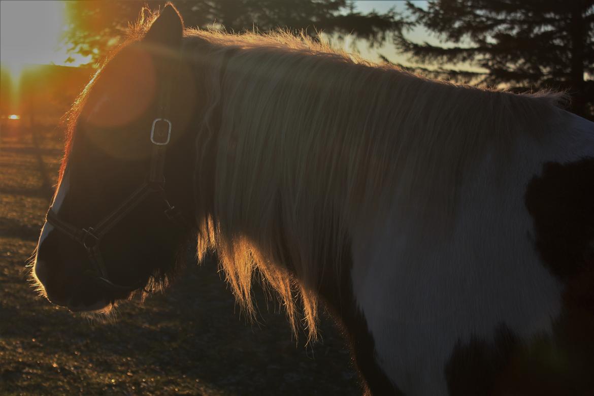 Irish Cob Phoibe billede 6