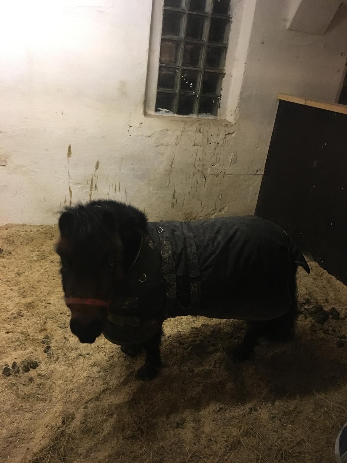 Shetlænder Bøgegaardens Bibbi billede 14