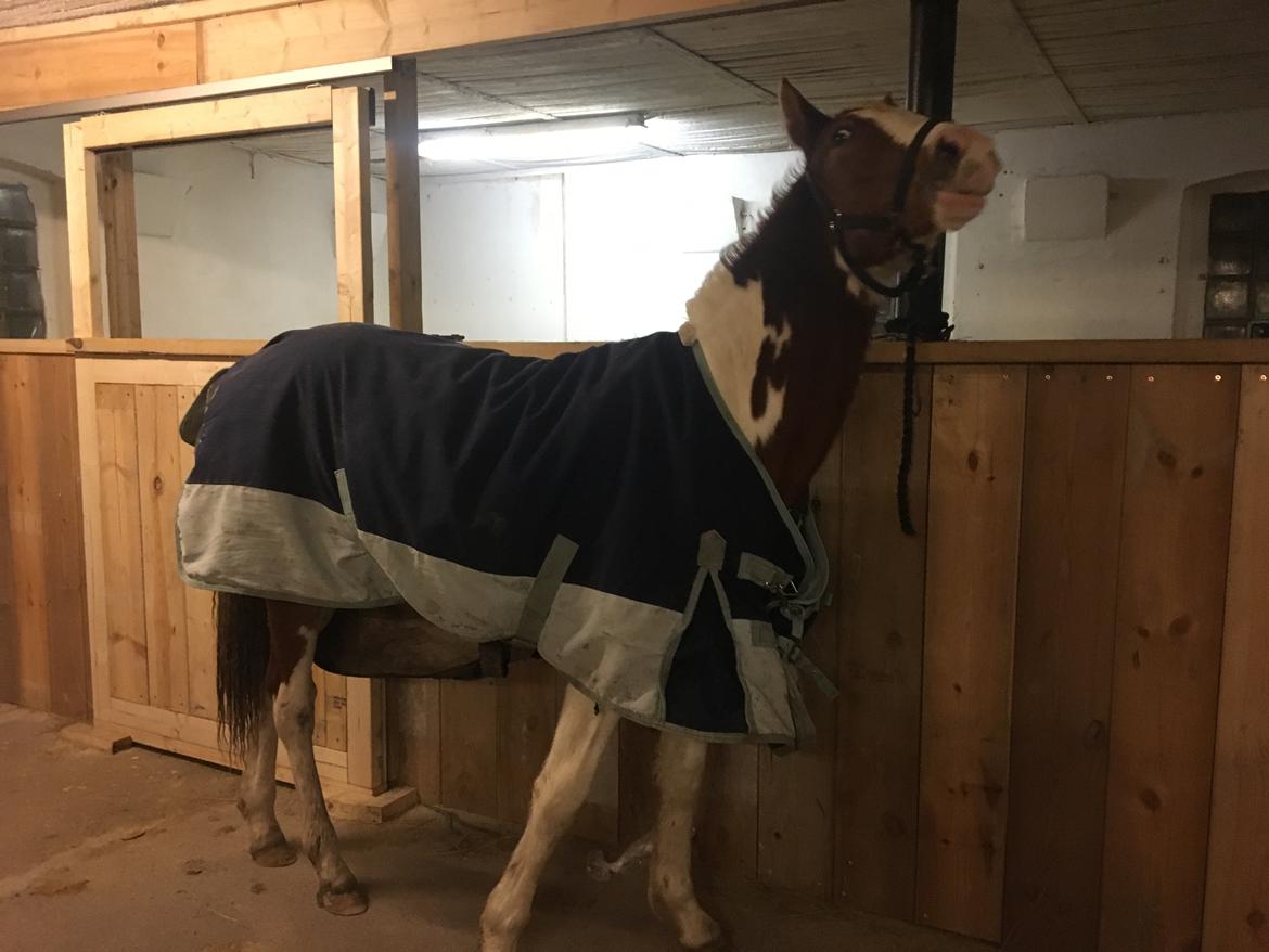 Anden særlig race Maja billede 14