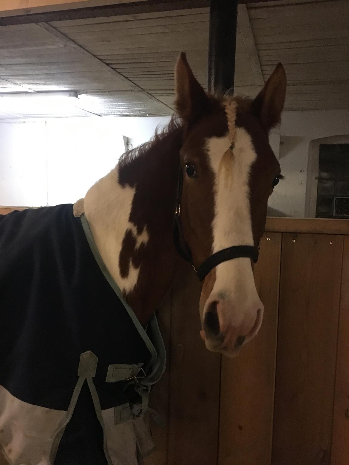 Anden særlig race Maja billede 16