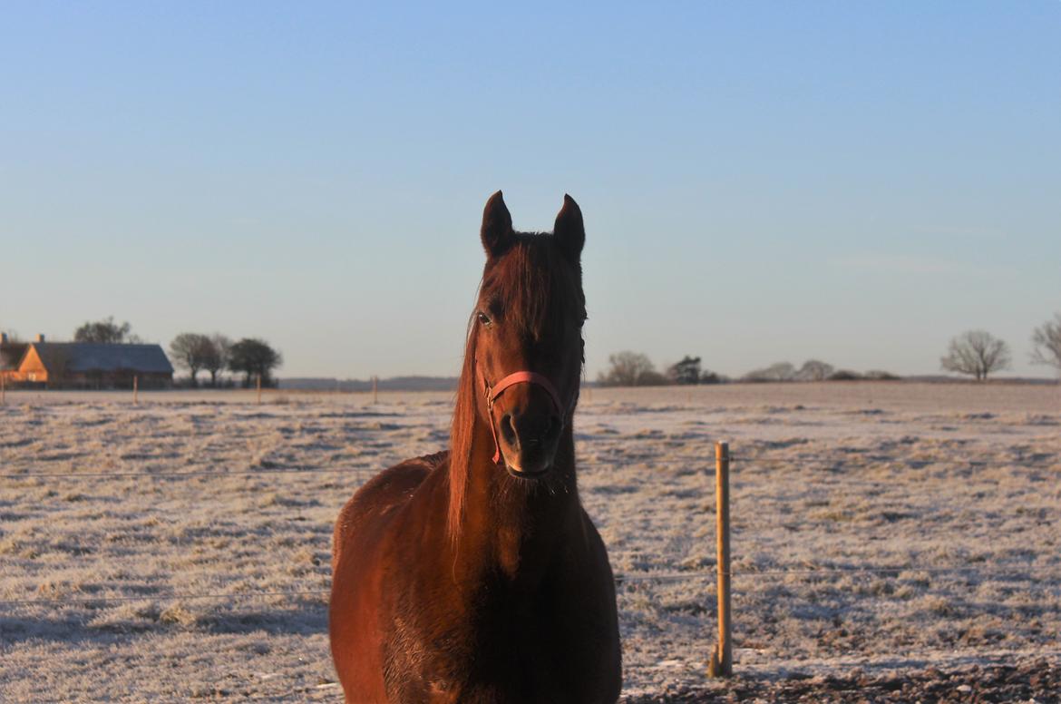 Arabisk fuldblod (OX) Walihma ox billede 24