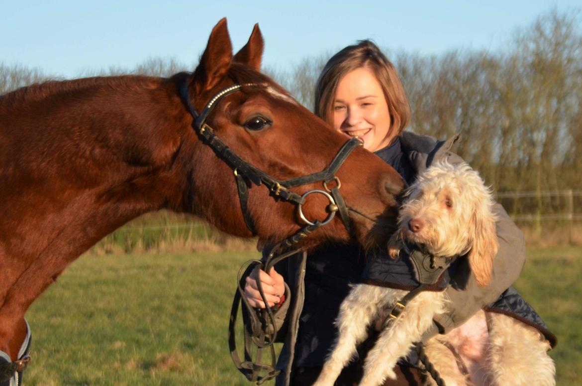 Dansk Varmblod Pilou billede 8