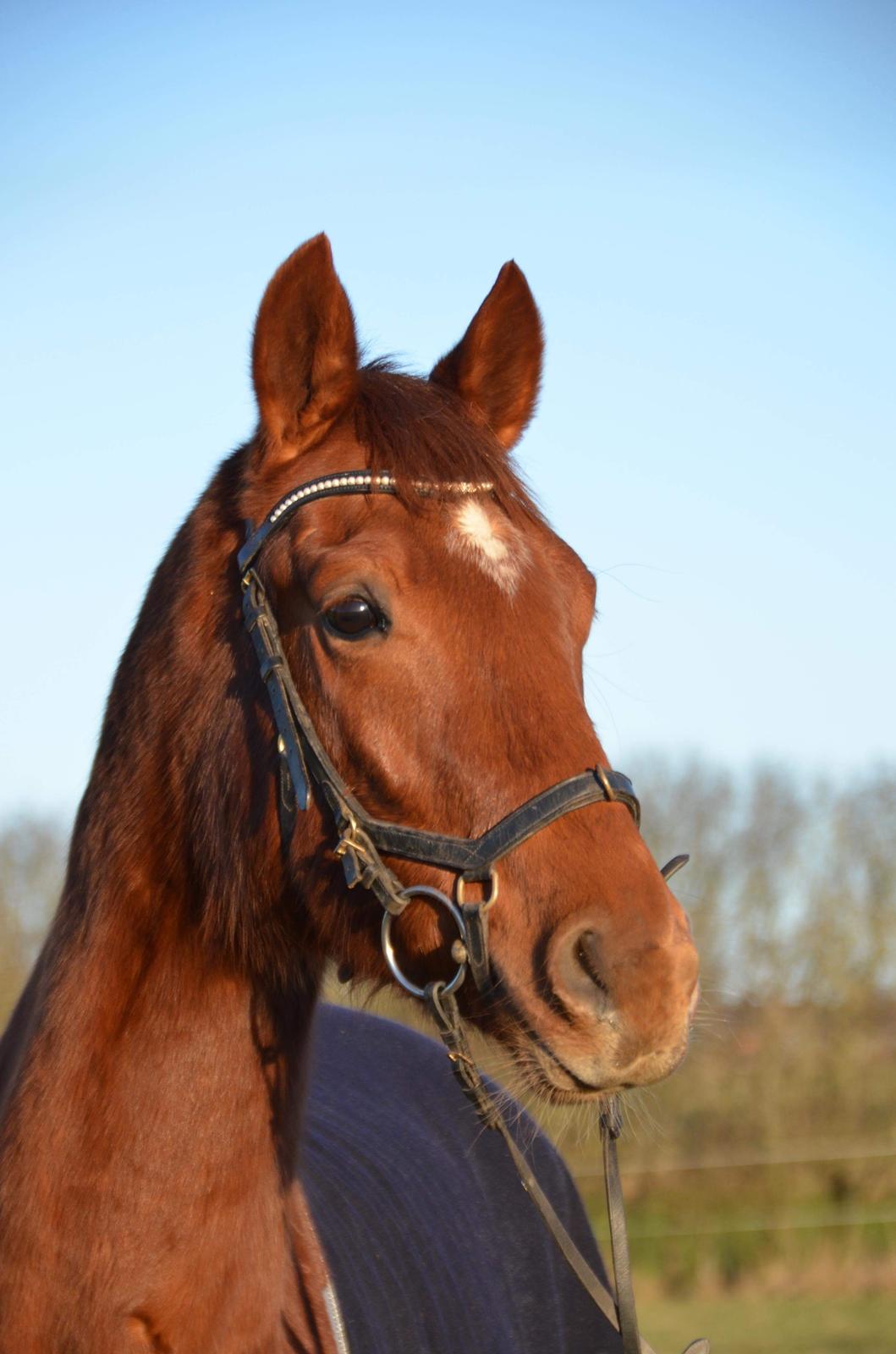 Dansk Varmblod Pilou billede 14